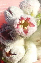 Phylica purpurea pearsonii