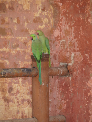 Rose-ringed Parakeet
