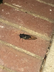 Neotibicen lyricen engelhardti