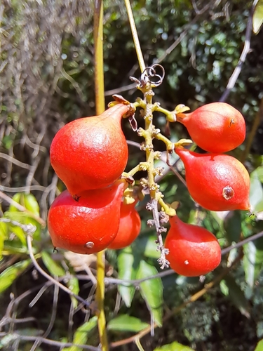 Foto de Guaraná-Cipó