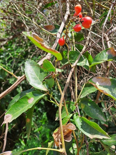 Foto de Guaraná-Cipó