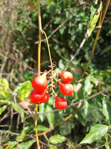 Foto de Guaraná-Cipó