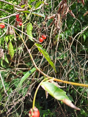 Foto de Guaraná-Cipó