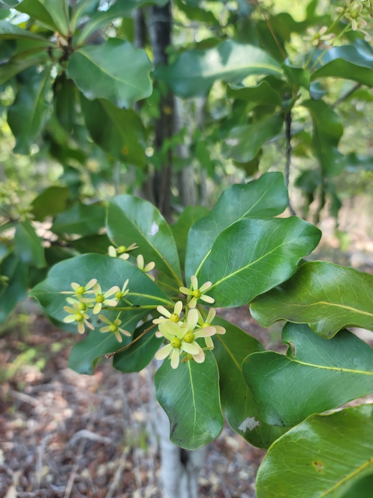 Asteropeia amblyocarpa
