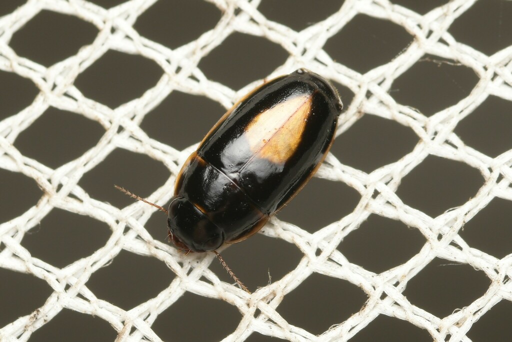 Sphallomorpha maculigera