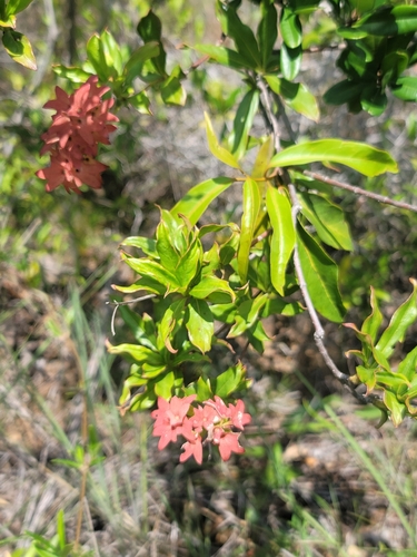 Paracarphalea pervilleana