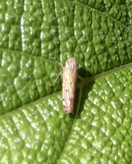Apogonalia stalii