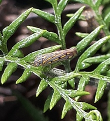Apogonalia stalii