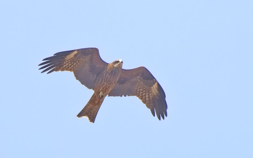Black Kite