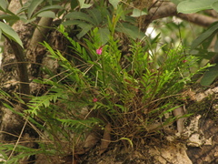 Isochilus carnosiflorus