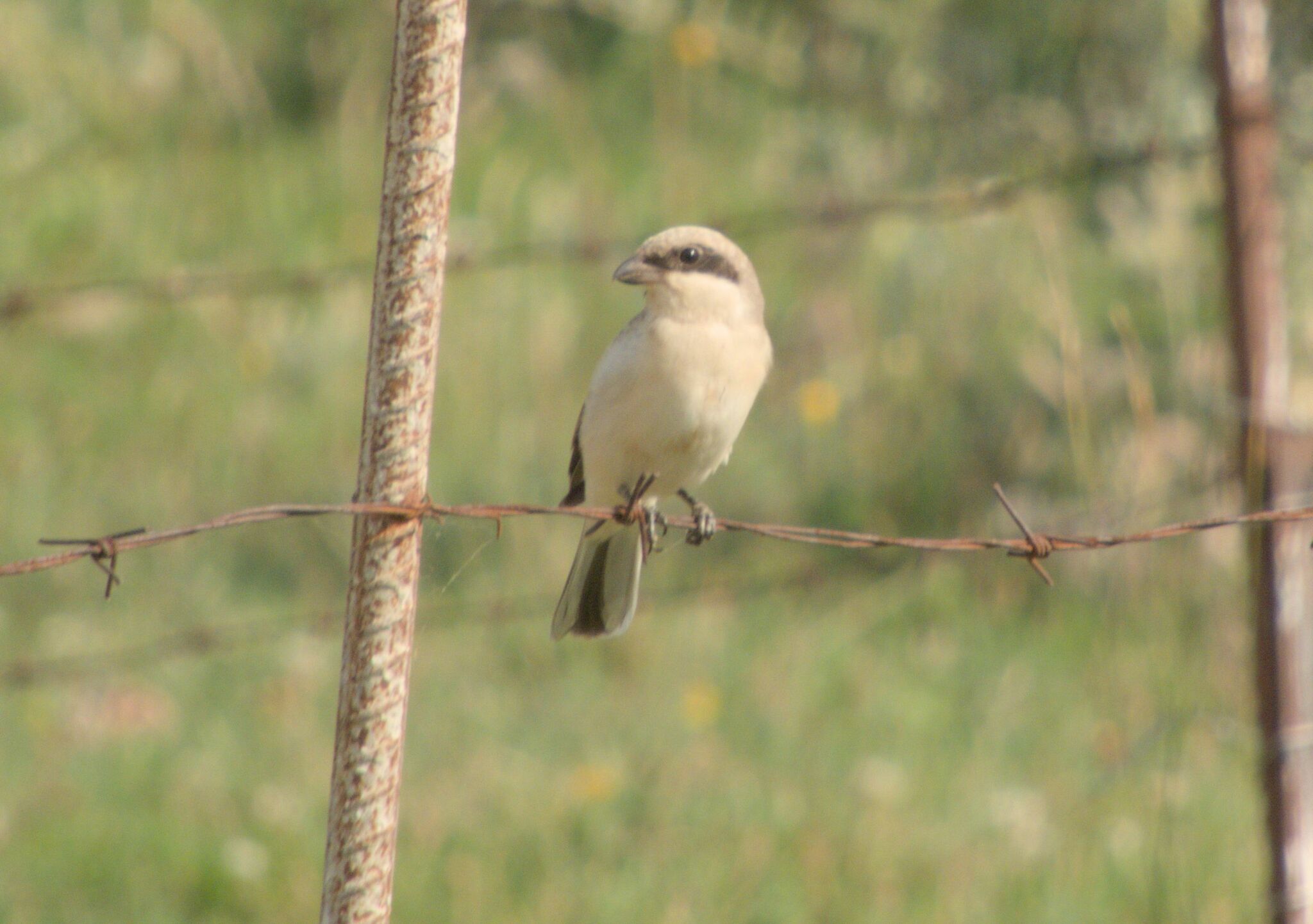 Lesser Grey Shrike
