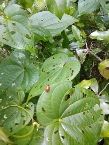Air Potato Leaf Beetle