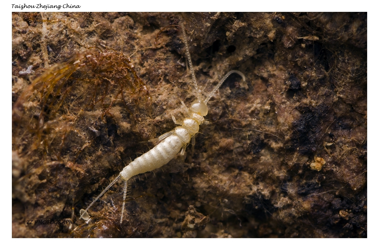 Lepidocampa glaesi