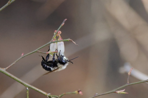 Blueberry Digger Bee photo 4