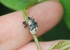 Sternuchopsis trifida