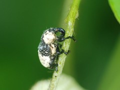 Sternuchopsis trifida