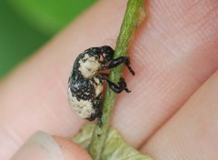 Sternuchopsis trifida