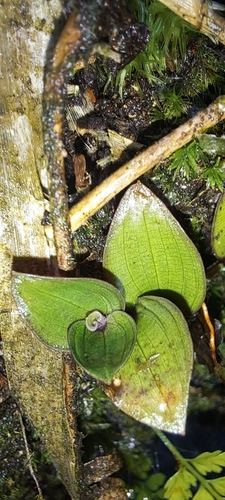 Tradescantia mundula, photograph 5