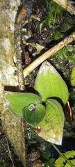 (c) William G. Borges, some rights reserved (CC BY) Tradescantia mundula, photograph (c) William G. Borges, some rights reserved (CC BY)