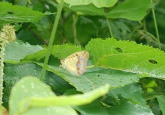 Argynnis laodice