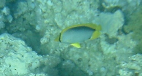 Blackback Butterflyfish — seen at this dive site