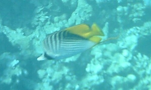 Threadfin Butterflyfish — seen at this dive site
