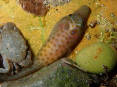 Shore Clingfish photo 4