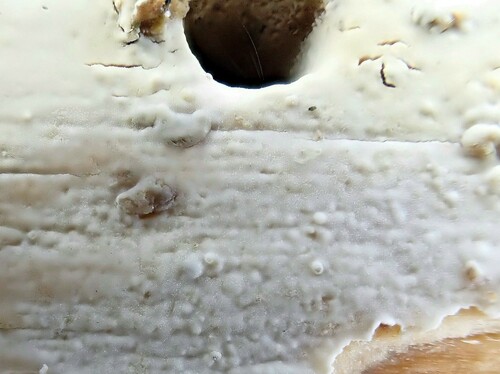 Phanerochaete velutina, 2025-03-01
