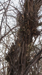 Encyclia adenocarpa