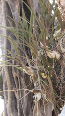 Encyclia adenocarpa