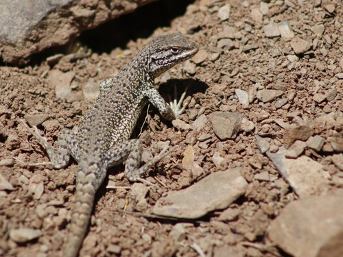 Macola's Tree Iguana, Liolaemus uspallatensis