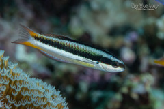 Bluntheaded Wrasse photo 2