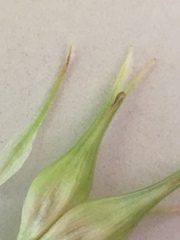 Carex comosa