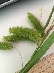 Carex comosa