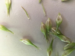 Carex comosa