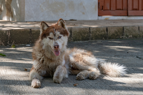 Domestic Dog