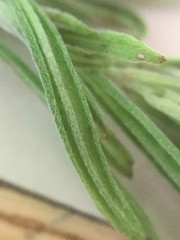 Epilobium leptophyllum