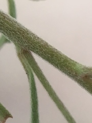 Epilobium leptophyllum
