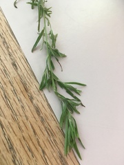 Epilobium leptophyllum