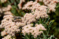 Bembix americana comata