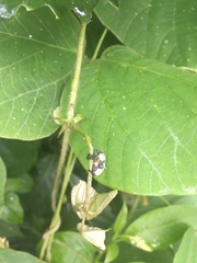 Sternuchopsis trifida