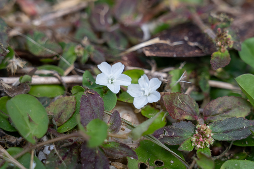 Dwarf Morning Glory
