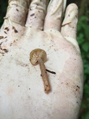 Lactarius occidentalis