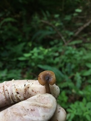 Lactarius occidentalis