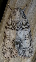Acronicta retardata