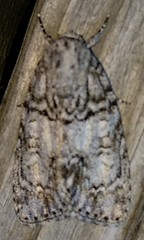 Acronicta retardata