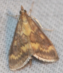 Ostrinia nubilalis