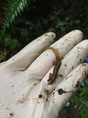 Plethodon vandykei