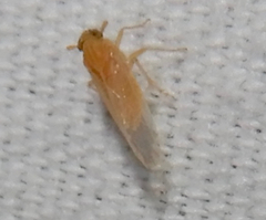 Metadelphax propinqua