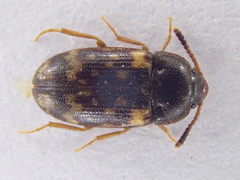 Mycetophagus atomarius